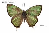 藏品(黃閃翠灰蝶)的圖片